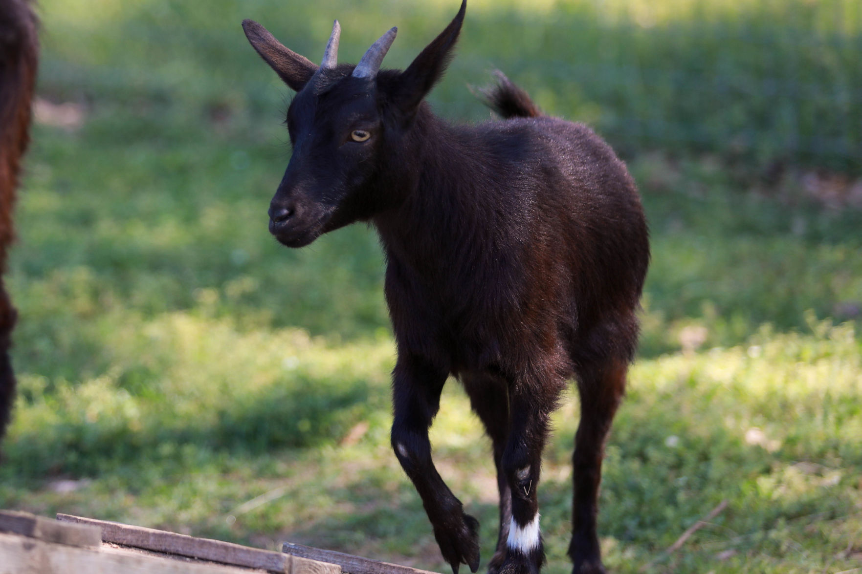 Lone Oak Farm